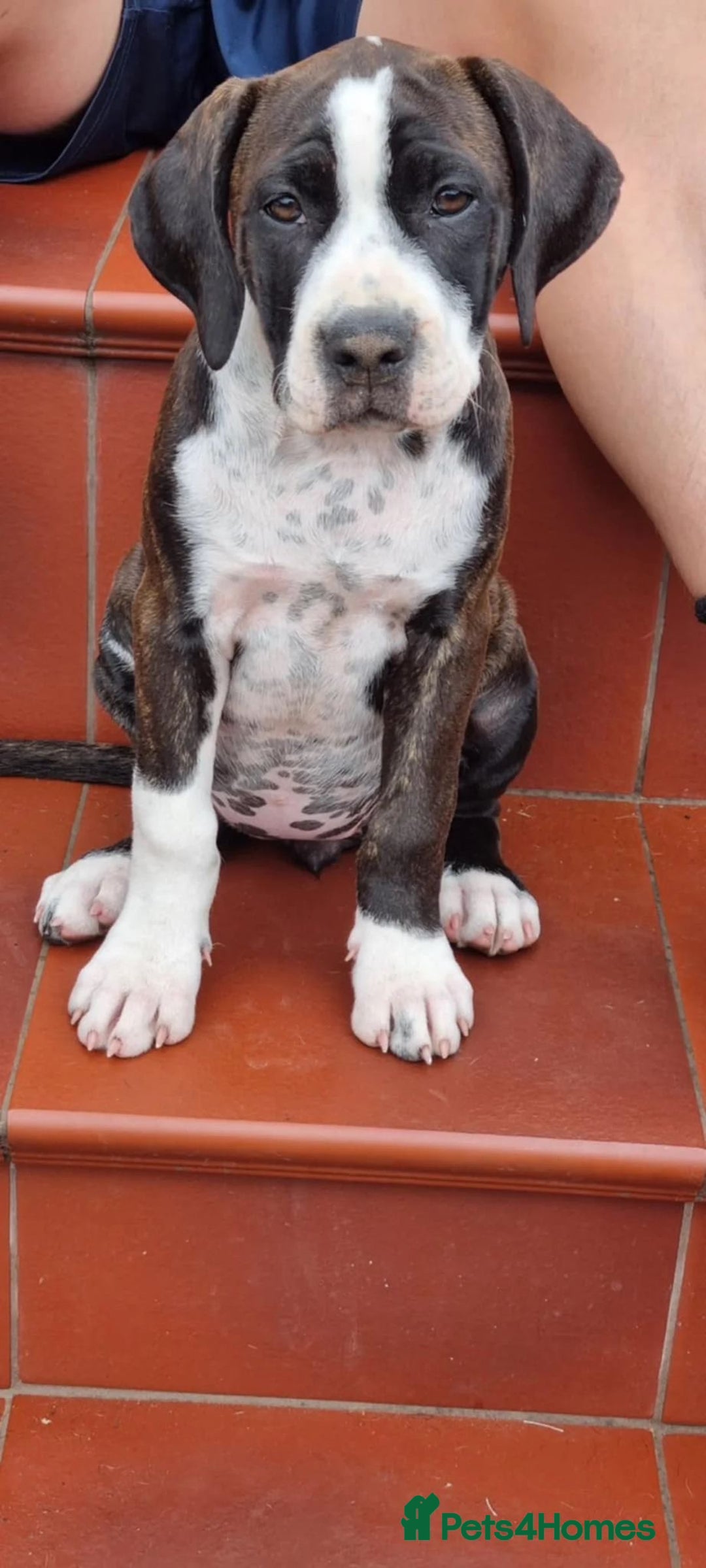 Mixed Breed dogs for sale: Stella - Image 4