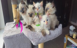 Ragdoll cats for sale: Ragdoll kittens  - Image 1
