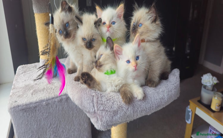 Ragdoll cats - Advert 1