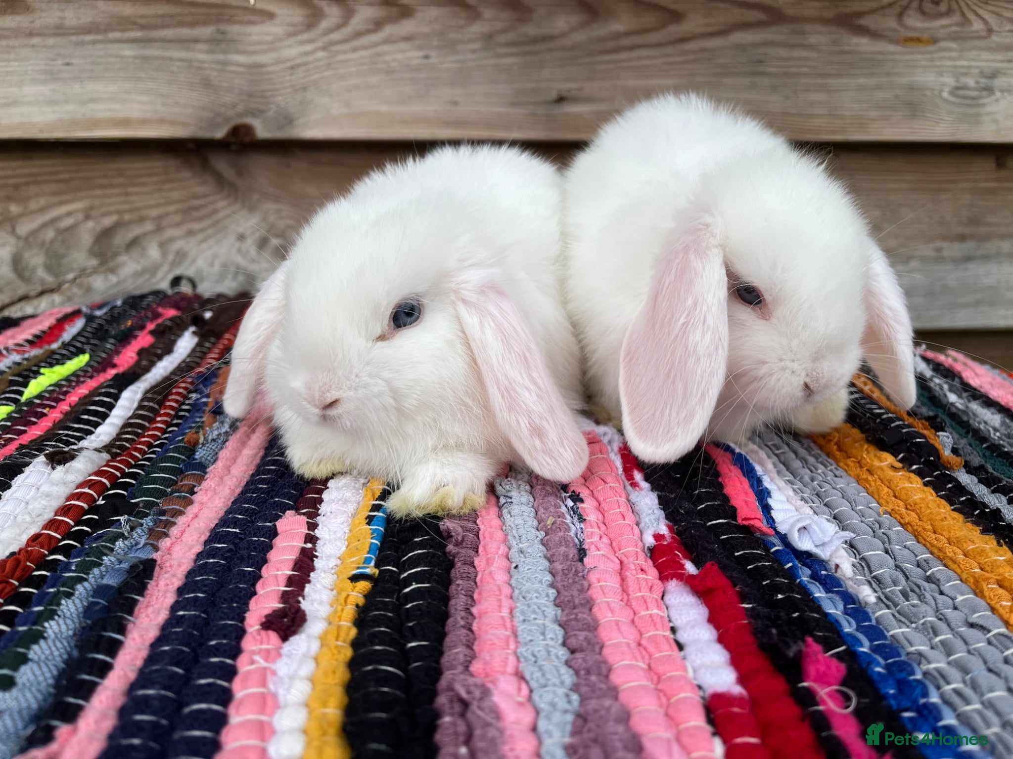 Mini Lop rabbits for sale: Gorgeous pure Mini lops  - Advert 8
