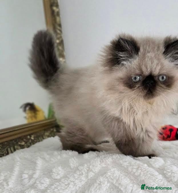 Persian cats Persian Himalayan Kittens - Advert 1
