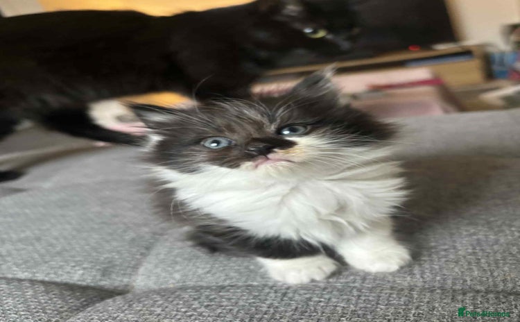 Mixed Breed cats - Advert 6