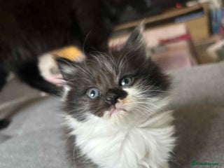 Mixed Breed cats - Advert 22