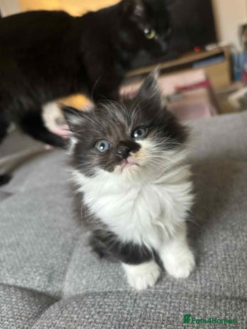 Mixed Breed cats - Advert 6