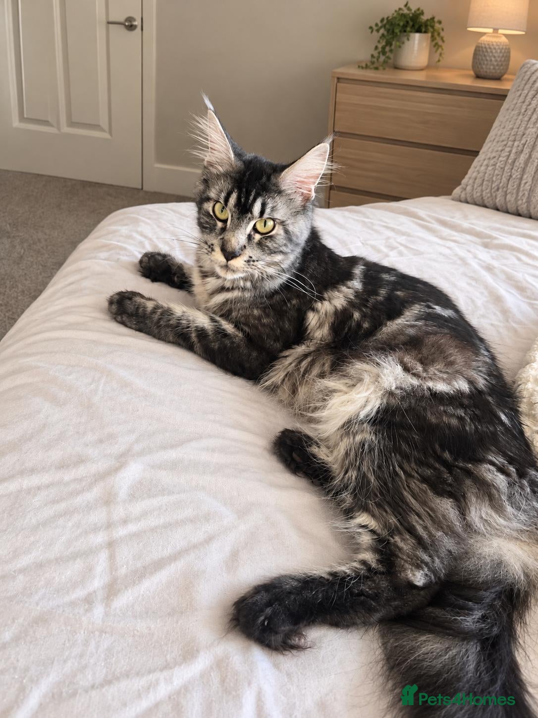 Maine Coon cats  🐾❤️ BEAUTIFUL MAINE COON KITTENS  ❤️🐾 - Advert 1