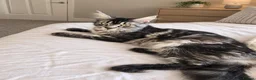 Maine Coon cats for sale:  🐾❤️ BEAUTIFUL MAINE COON KITTENS  ❤️🐾 - Advert 1