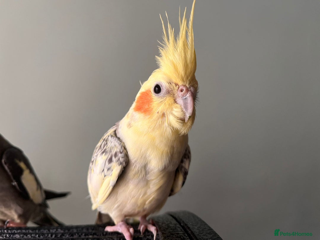 Cockatiels birds for sale: 3 cockatiels for sale - Image 4