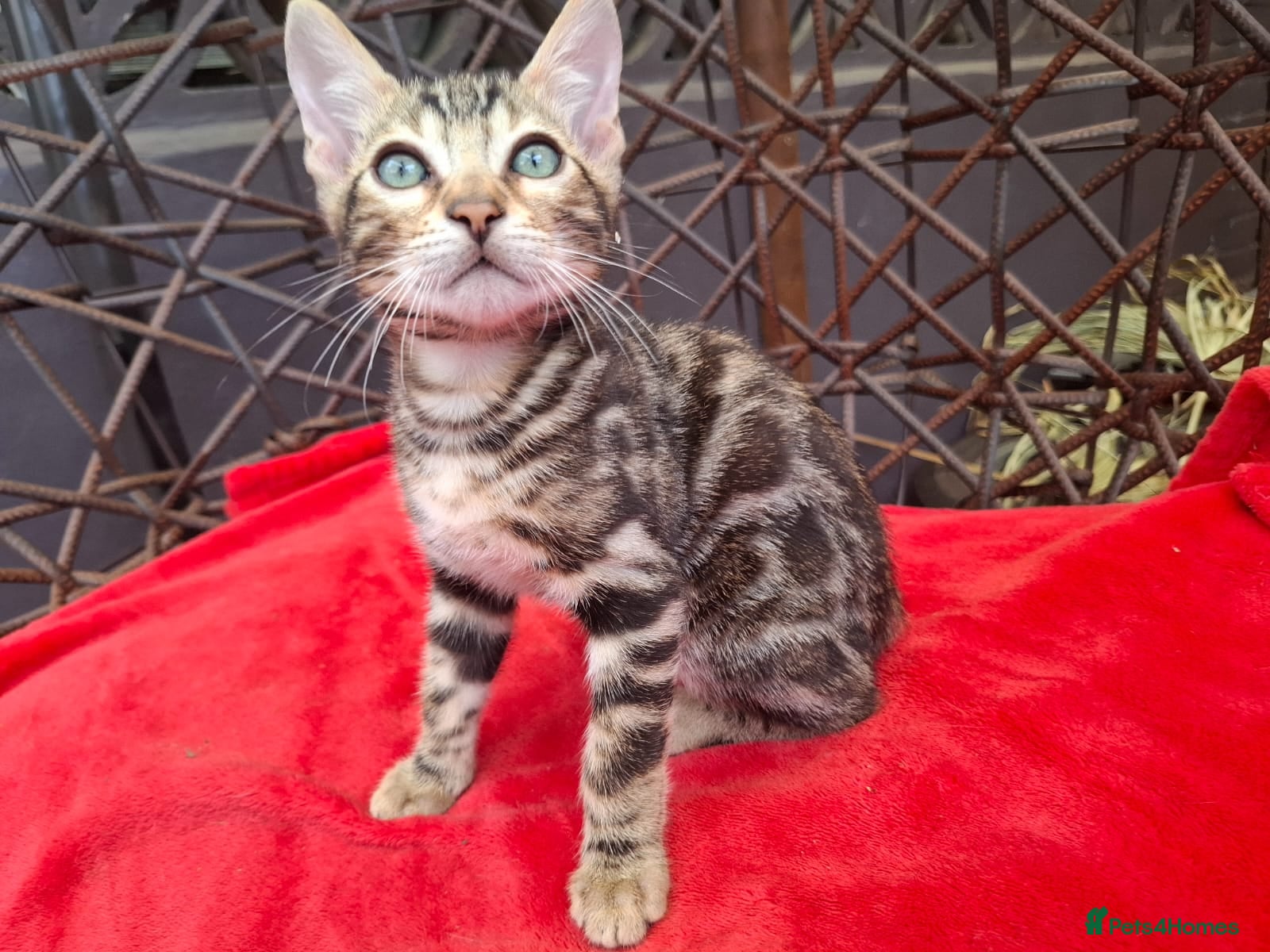 Bengal cats ❤️ Outstanding TICA Registered Bengal Kittens ❤️ - Advert 2