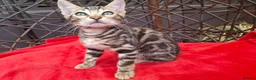 Bengal cats for sale: ❤️ Outstanding TICA Registered Bengal Kittens ❤️ - Advert 20
