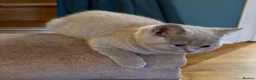 British Shorthair cats for sale: Beautiful BSH Kittens available early October - Advert 15