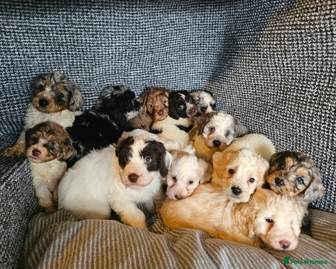 Cockapoo dogs for sale: Cockerapoo puppies merle F1 - Advert 16