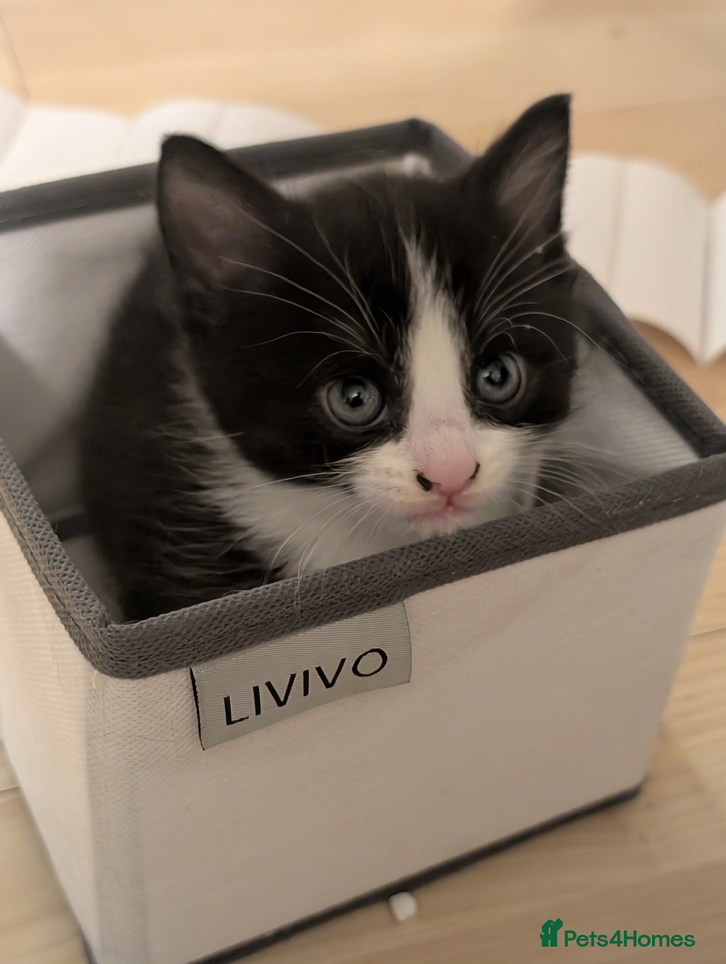 Domestic Shorthair cats for sale: 🖤 LAST KITTEN REMAINING – Midnight 🖤 - Advert 19
