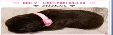 Light Pink collar-Girl 
