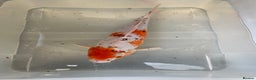Koi Carp fish for sale: 💥QUALITY KOI CARP COLOURFUL NICE SELECTION💥 - Advert 8