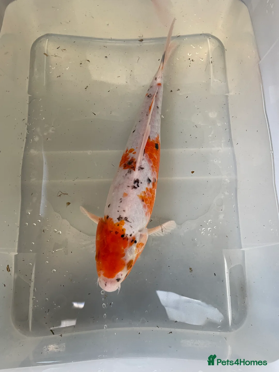 Koi Carp fish for sale: 💥QUALITY KOI CARP COLOURFUL NICE SELECTION💥 - Advert 7