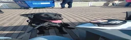 Labrador Retriever dogs for stud: Labrador available for stud in Cardiff - Advert 5
