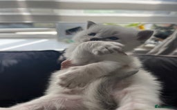 Ragdoll cats for sale: Ragdoll kittens  - Image 9