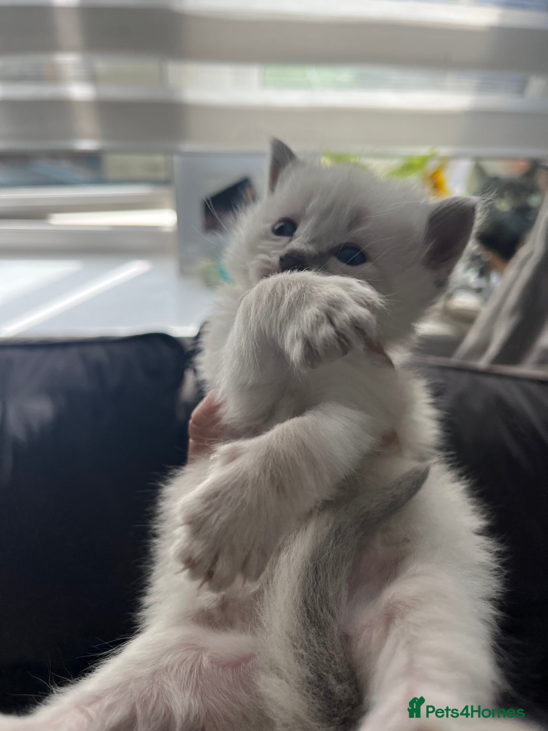 Ragdoll cats for sale: Ragdoll kittens  - Image 9