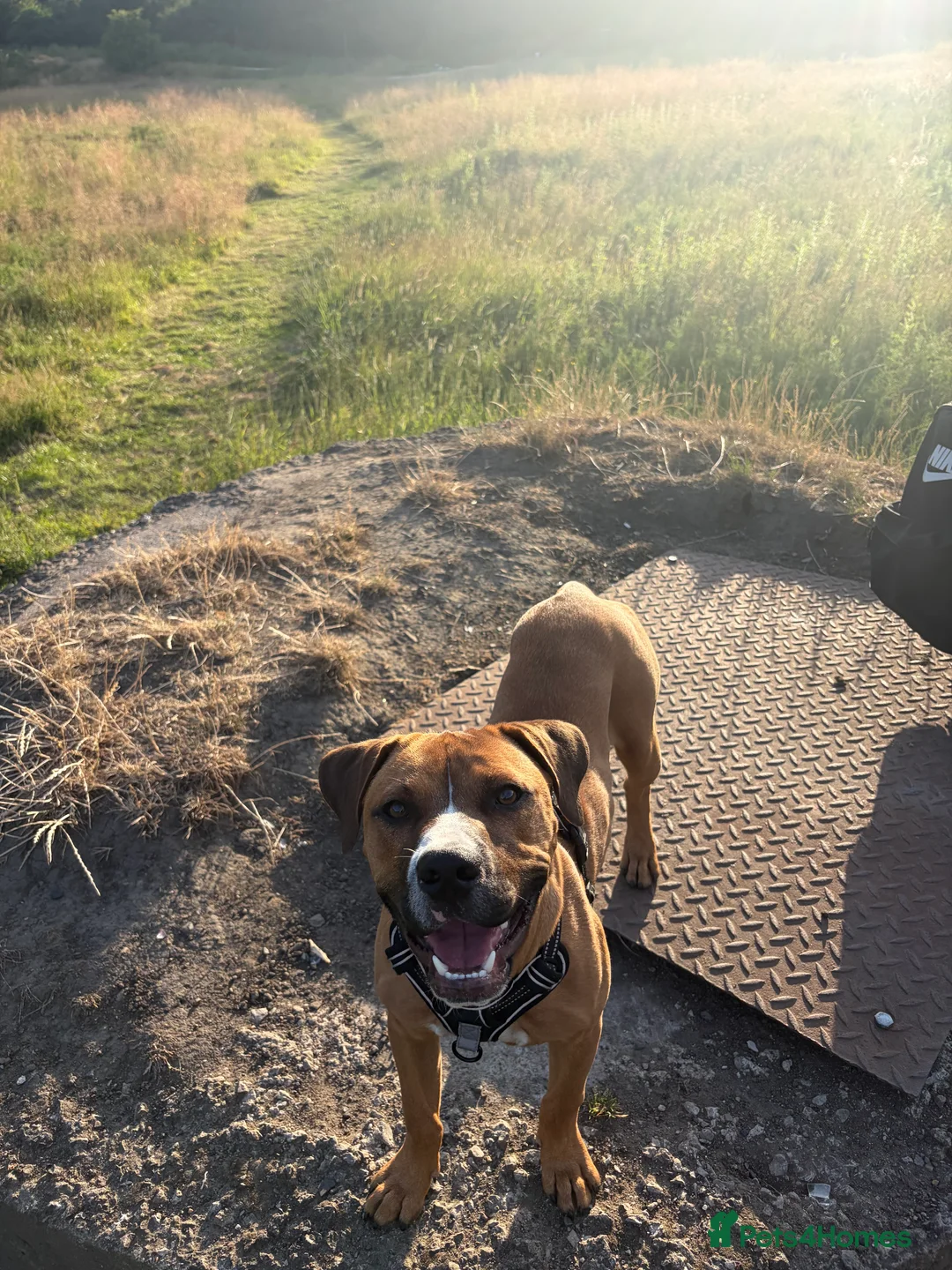 Mixed Breed dogs for sale: 5 month old pupp  - Advert 2