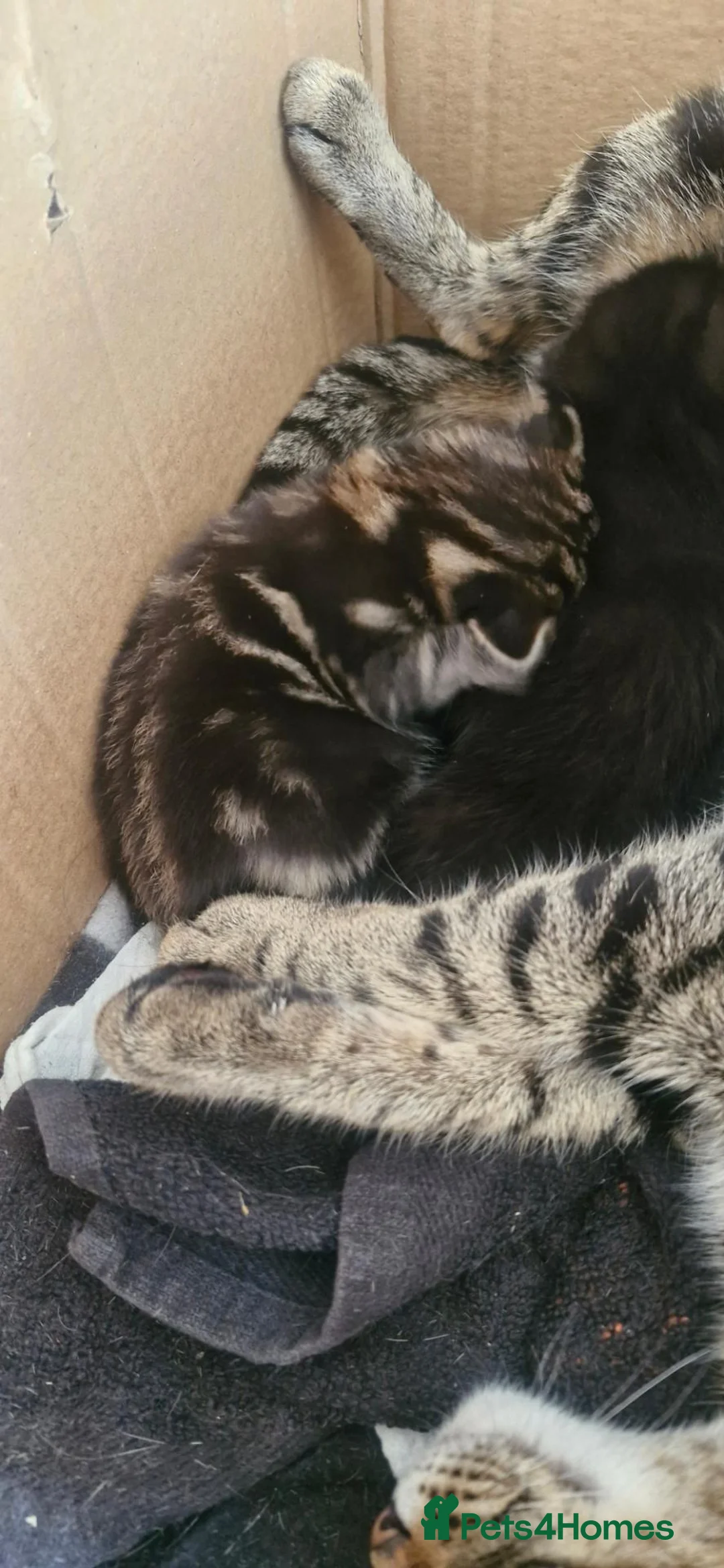 Mixed Breed cats for sale: Cute Kittens  in Maidstone - Advert 7