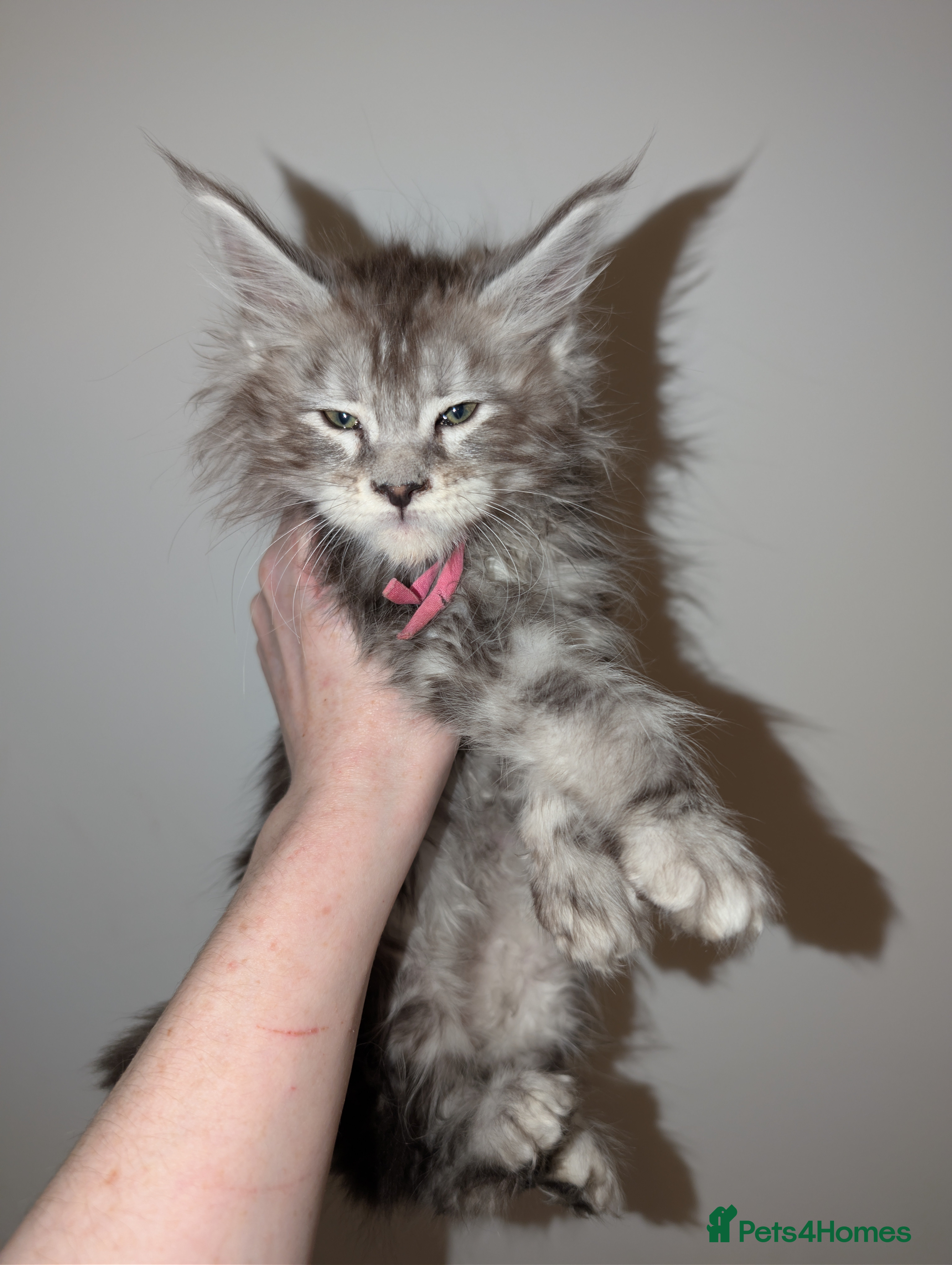 Maine Coon cats Mainecoon kittens  - Advert 11