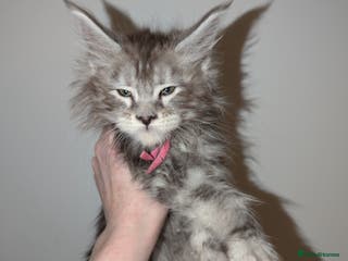 Maine Coon cats Mainecoon kittens - Advert 11