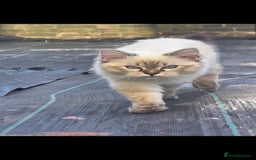 Ragdoll cats for sale: Bengal and Ragdoll - Image 6