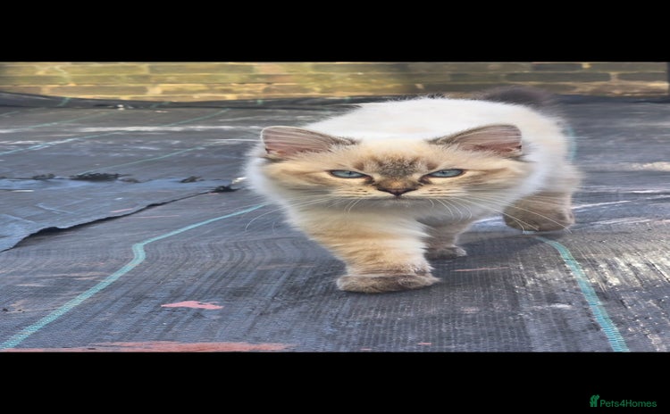Ragdoll cats - Advert 1