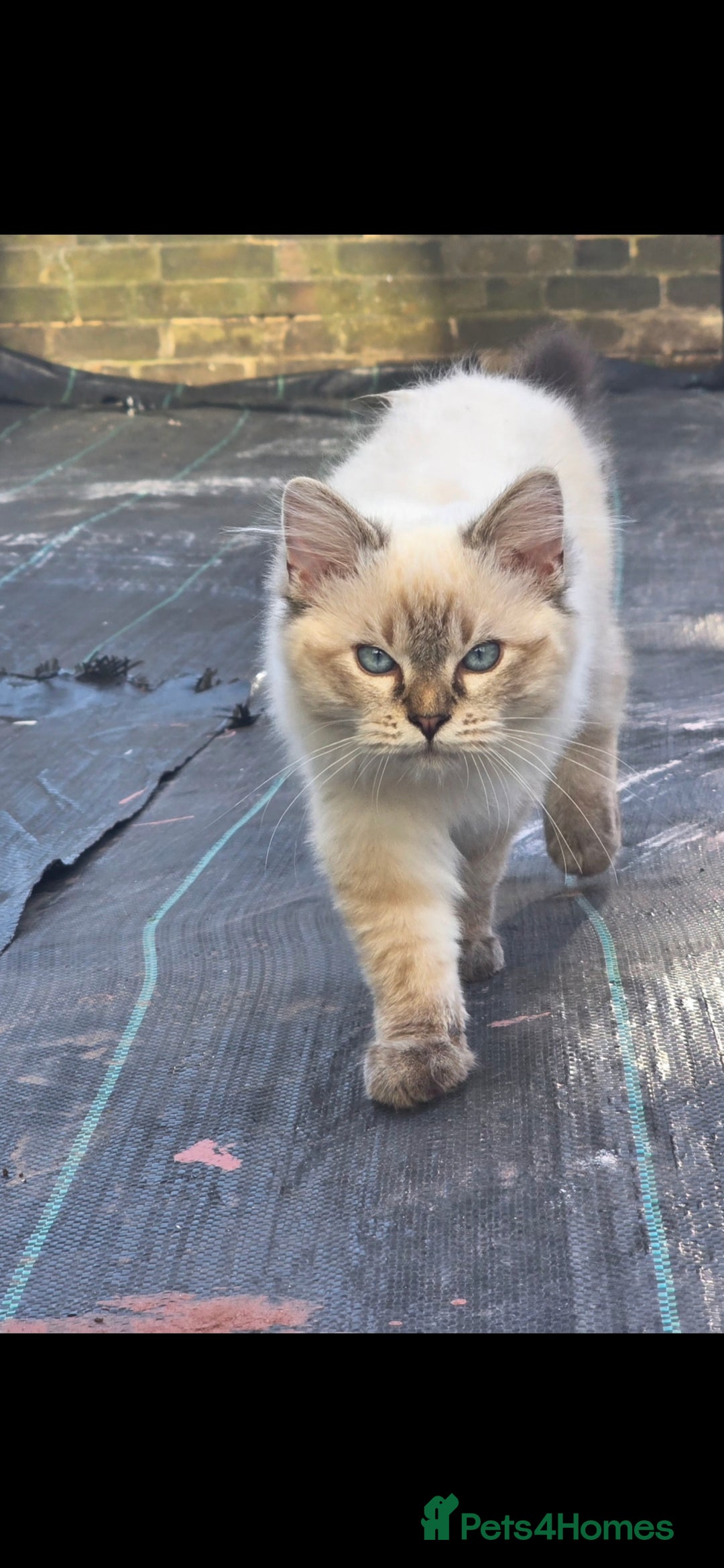 Ragdoll cats for sale: Bengal and Ragdoll - Image 6