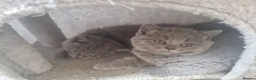 British Shorthair cats for sale: British shorthair kittens  - Advert 17