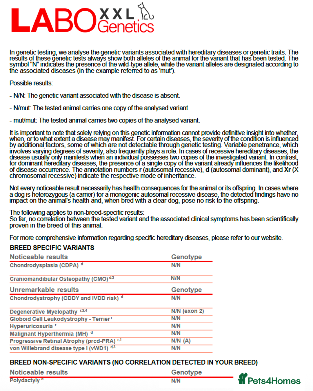 West Highland Terrier dogs for sale: KC West Highland Terriers 🧬 Health Tested Parents - Advert 9