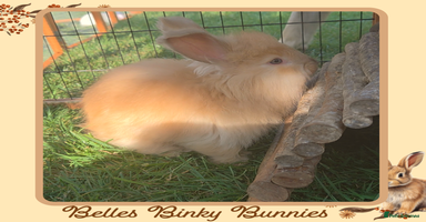 Angora rabbits - Advert 11