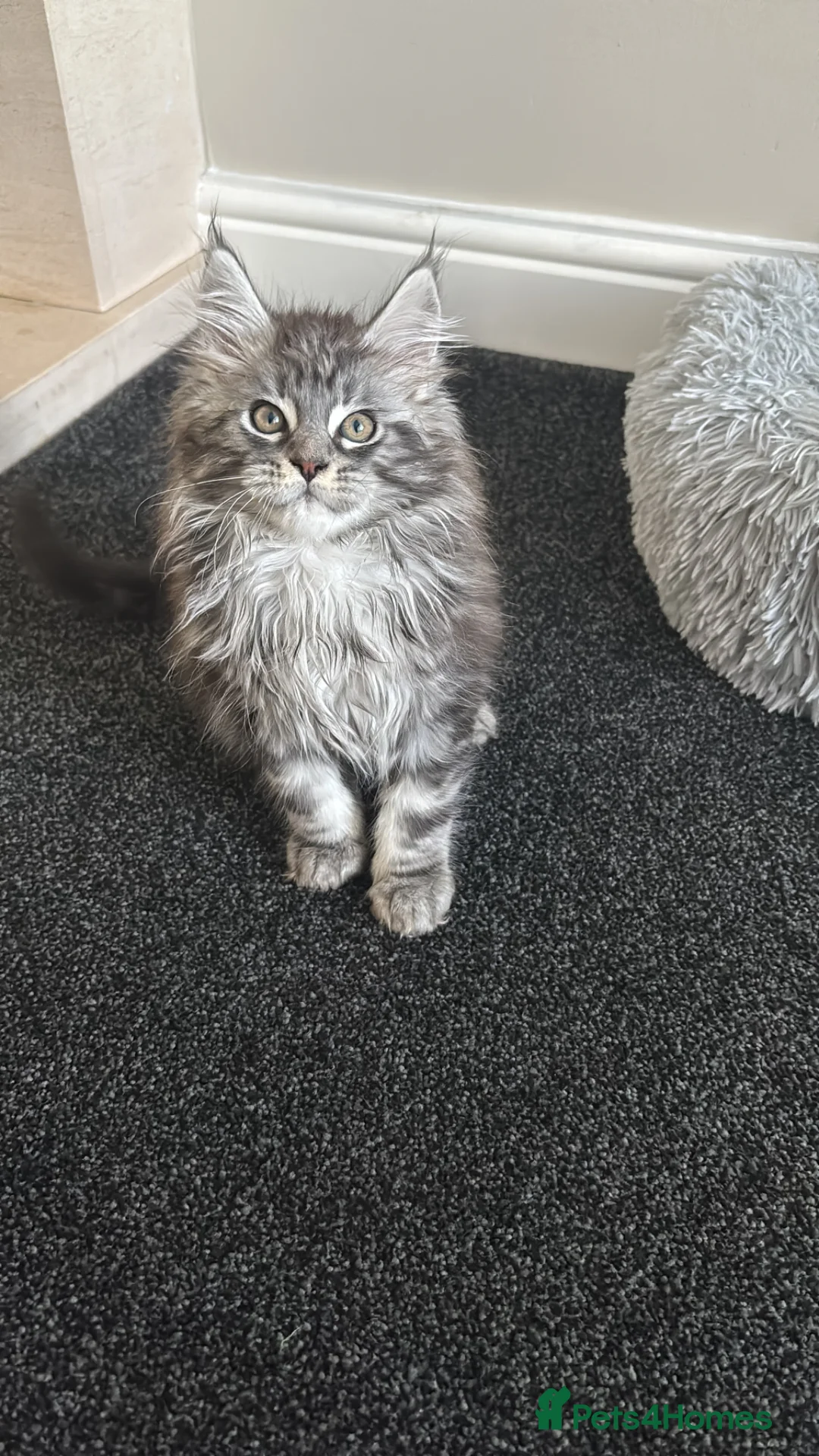 Maine Coon cats for sale: Ready Now TICA Registered Maine Coon. Ready 9th - Advert 2