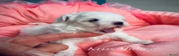 Maltese dogs for sale: ✨Outstanding kc registered Korean Maltese puppies✨ - Advert 3