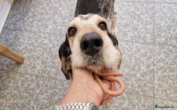 Grand Bleu De Gascogne dogs for adoption: Thor  - Image 13
