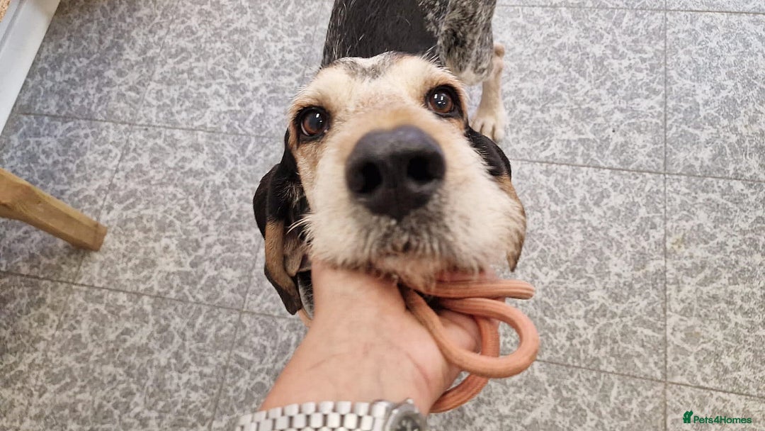 Grand Bleu De Gascogne dogs for adoption: Thor  - Image 13