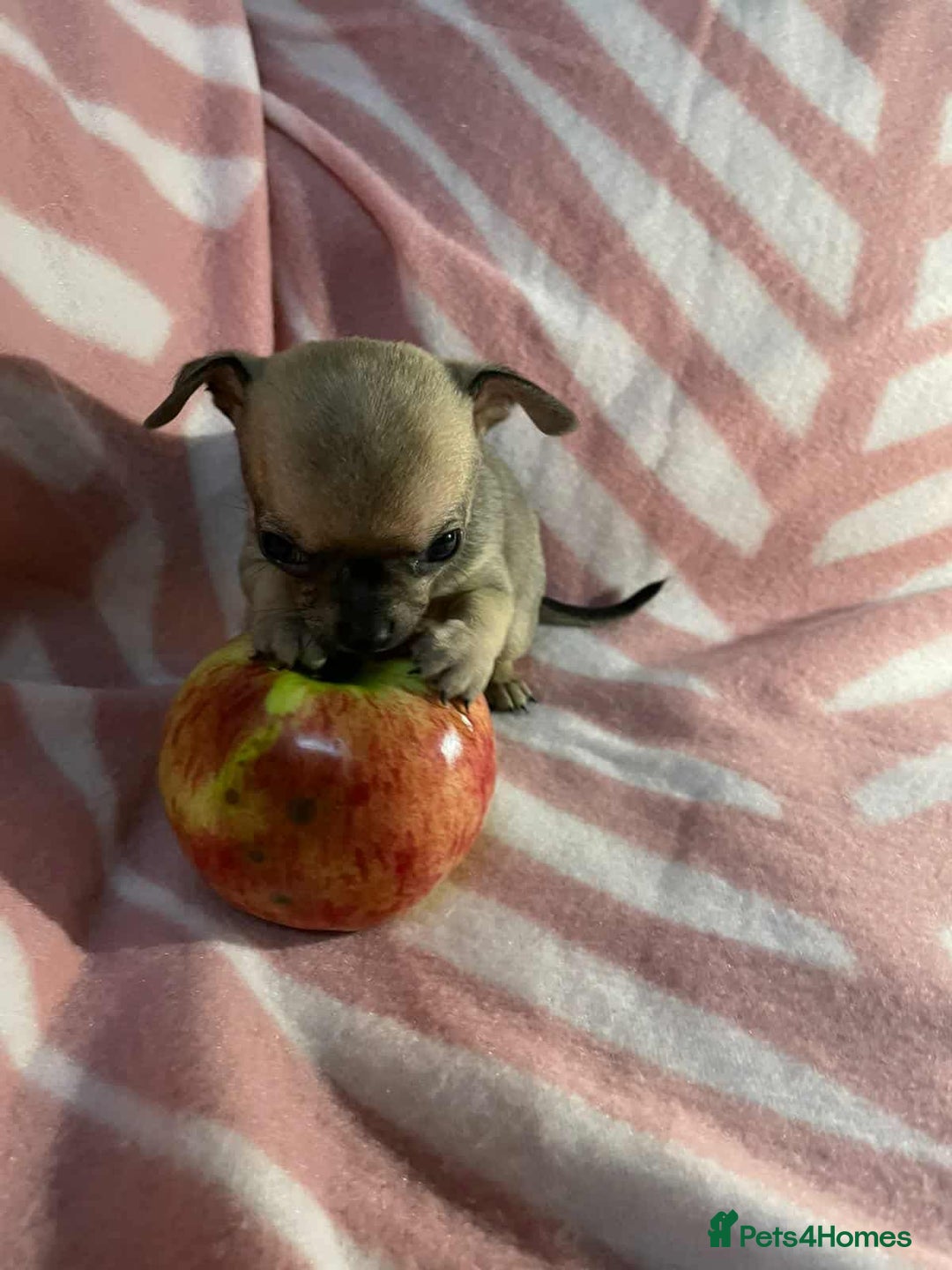 Chihuahua dogs for sale: 2 chihuahua girl puppies  - Advert 5