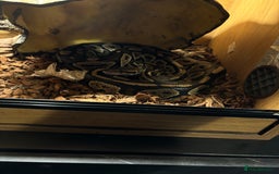 Python Snake reptiles for sale: Ball python  - Image 5