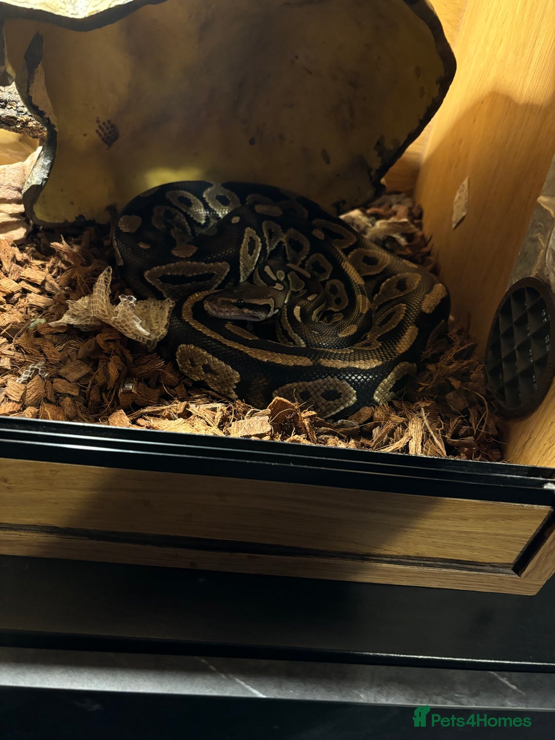 Python Snake reptiles for sale: Ball python  - Image 5