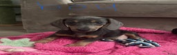 Miniature Dachshund dogs for sale: Little miniature dachshund  - Advert 9