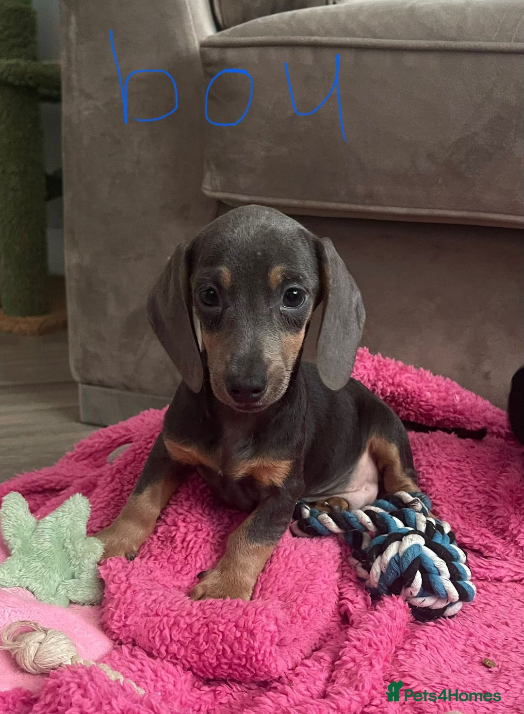 Miniature Dachshund dogs for sale: Little miniature dachshund  - Advert 9