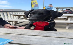 Hungarian Vizsla dogs for sale: Vizlador Female 10 months old  - Image 9