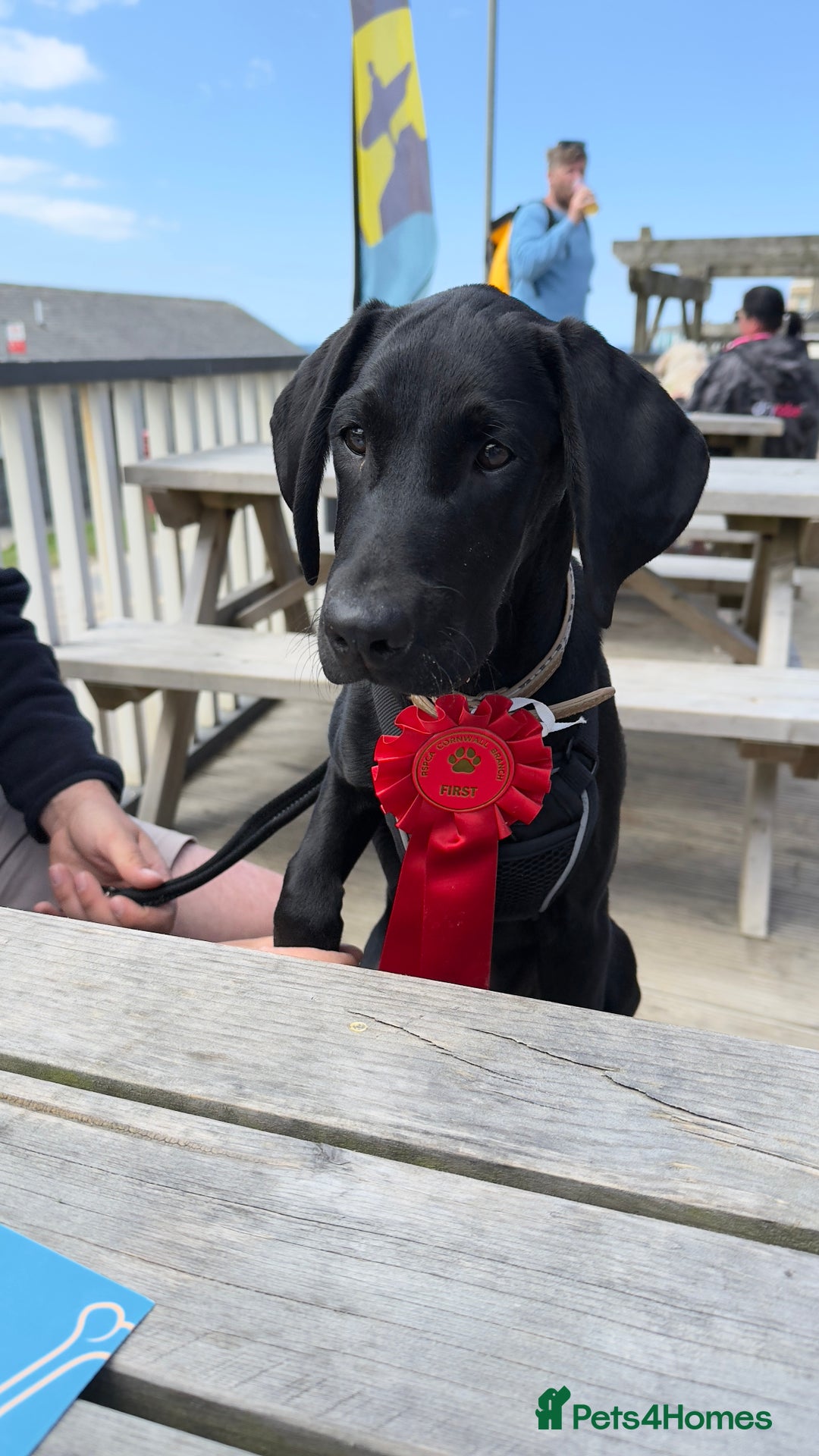 Hungarian Vizsla dogs for sale: Vizlador Female 10 months old  - Image 9