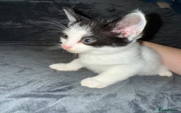 American Shorthair cats for sale: 5 kittens for sale 1boy 4girls.  - Image 6
