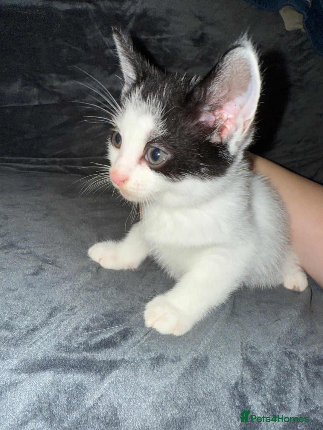 American Shorthair cats for sale: 5 kittens for sale 1boy 4girls.  - Image 6
