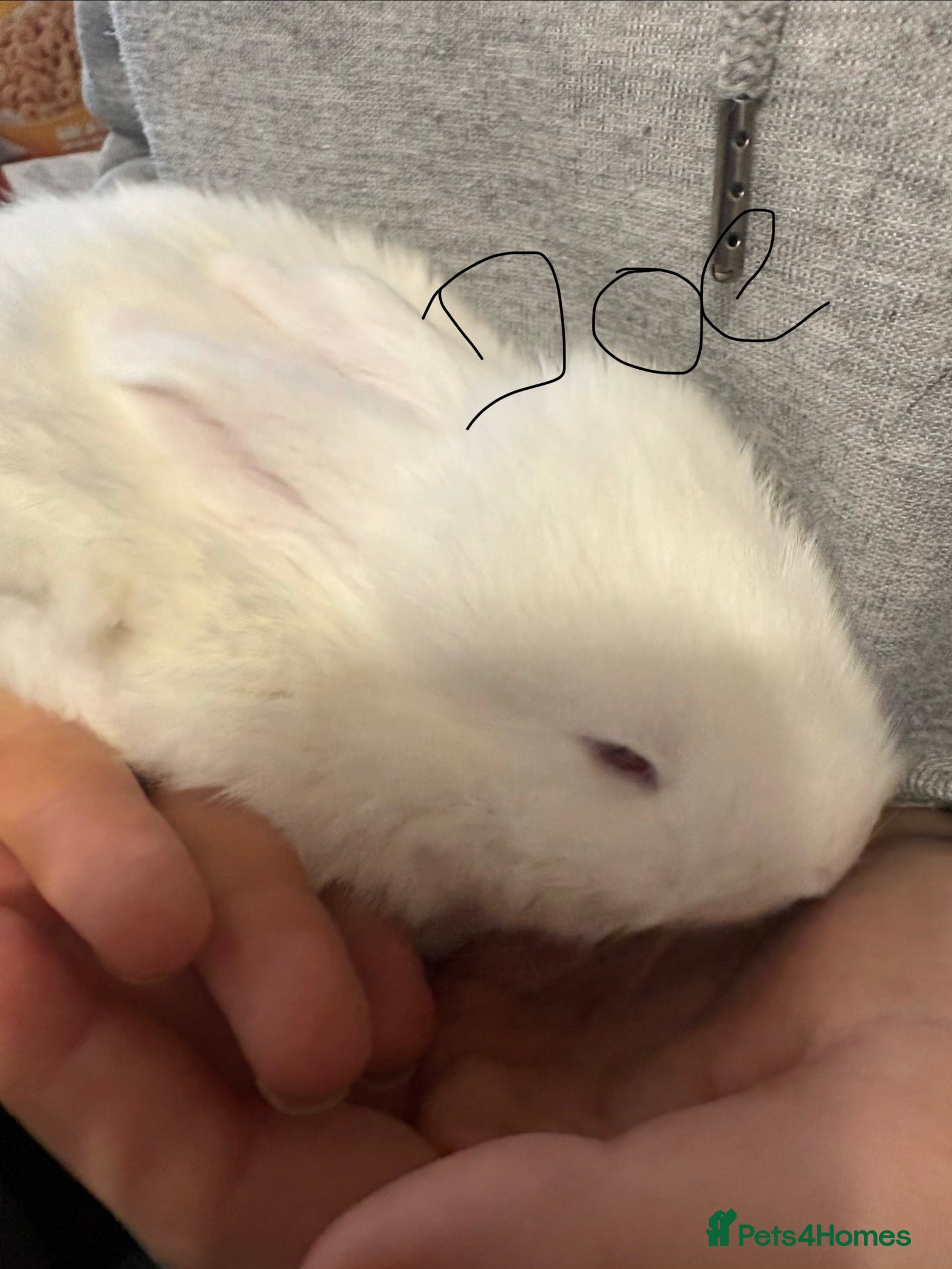 French Lop rabbits French lops - Advert 2