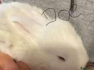 French Lop rabbits French lops - Advert 2