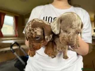 Miniature Dachshund dogs Miniature dax puppies kc reg gorgeous colours - Advert 15