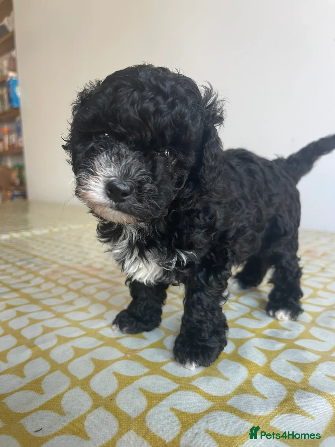 Maltipoo dogs for sale: F1b Maltipoo puppies for sale  in Christchurch - Advert 2