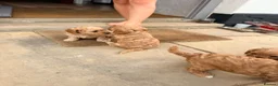 Cavapoo dogs for sale: 🐶 FAMILY CAVAPOO PUPPIES 🐶 - Advert 8